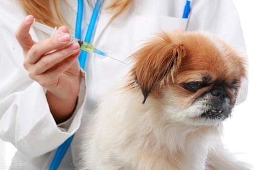 给狗狗打疫苗讲究多,这几个问题不能忽视,不然白打