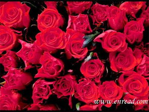 香槟色玫瑰花语文案,“香槟色玫瑰花语：为爱而生，为美而盛”