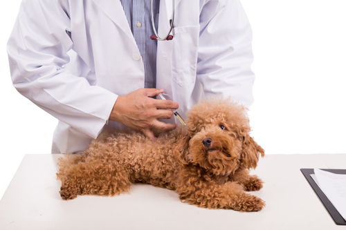 辟谣 刚买的狗狗打没打疫苗没办法判断 这4种方法可以快速鉴别