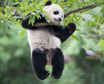 泰语听力 怀孕熊猫如何求关注