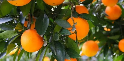 脆皮金桔种植管理技术,脆蜜金柑的修剪方法