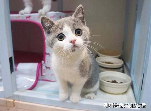 停手 秋季别再这样养猫,不然会害了它