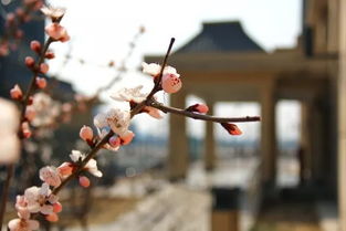 花朝会 三月春花渐次醒,花朝月夕约不约 