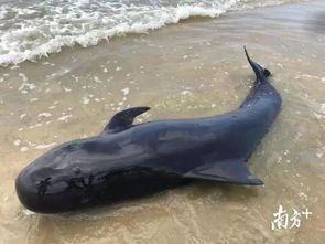 超暖 2米鲸豚搁浅茂名海滩,众人合力施救送归深海