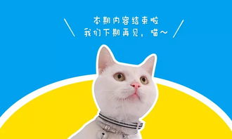 如何教一只猫学会 垃圾分类