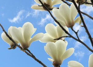 白玉兰是花还是树,玉兰花有四季开花的吗？
