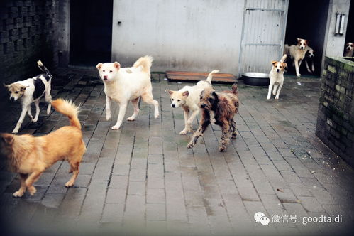 一位小城女子,几乎花光继积蓄,给了1000只流浪狗共同的家