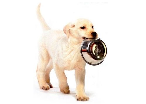 狗狗特殊时期的胃肠护理,如何提高狗狗的消化功能