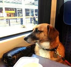 有一张图片,是一条狗靠在火车窗户边,望向镜头这边的,谁有这张图片 谢谢 