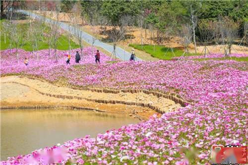 IN视频 瞰盐田 满园春色关不住 盐田恩上湿地公园C...