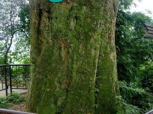 金丝楠木的生长习性和特点
