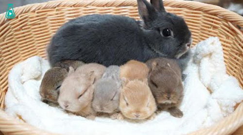 新春大吉,兔年快乐 所以,关于兔子有哪些奇怪又没用的知识呢