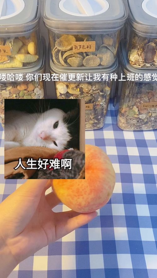 仓鼠能吃的水蜜桃 