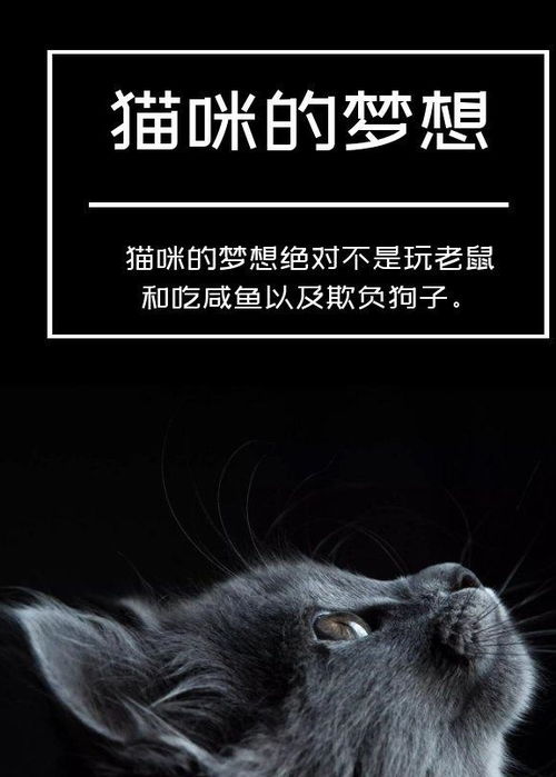 总说猫咪高冷养不熟,它的这几个动作,都表明它爱你胜过爱自己