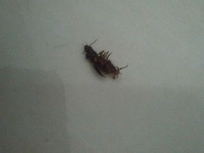 最近家里出现了一种黑色的虫子,咬人,请大家鉴定一下是什么虫子 
