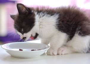 小猫吃太多会不会有事,猫吃太多肚子鼓起来了 