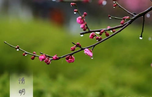 清明习俗,俗语 女儿归宁娘不爱,女婿上坟辱先人,啥意思