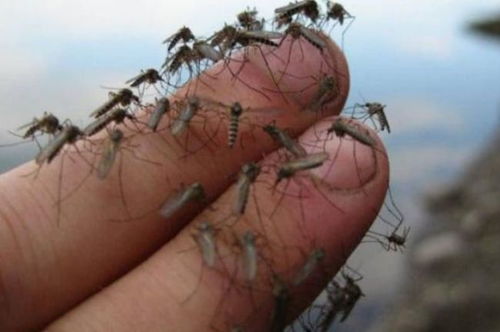家里蚊子太多怎么办 放一碗水,蚊子不再进你家,比蚊香还管用