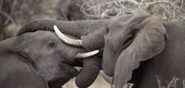 5头大象为救小象而死,大象之间的感情,比我们想象的更深