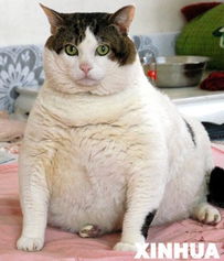 山东胖猫主人收到越洋抗议信 建议赶紧给猫减肥 