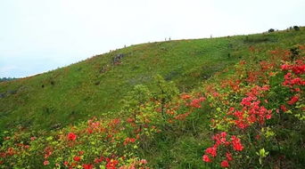 登三界太湖尖 ,赏高山映山红 