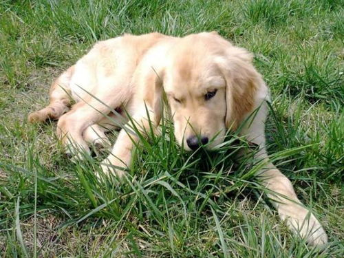 狗狗为什么吃青草 