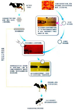 生物中原代培养中的10代以及以后的传代培养50代是从什么时候算起的？