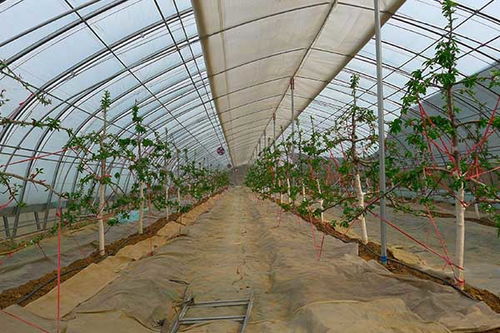 济宁建设温室大棚哪家好,蔬菜种植大棚骨架