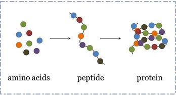 肽链是什么,有本人没搞清楚肽链是什么 怎么来的以及和脱水分子数之间的关系是怎么来的 还有什么是游离的氨基-第3张图片