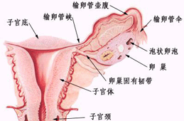 原创腹围增粗还可能与卵巢囊肿有关卵巢囊肿的3个症状与4大危害