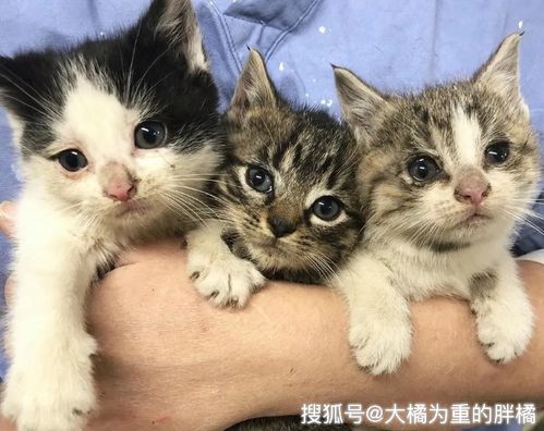 流浪猫收养了3只小猫,被救后一直对人冷漠,小猫帮它打开心结