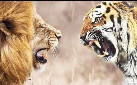 老虎和狮子打斗的真实案例,一切都真相大白,结果很让人痛心 