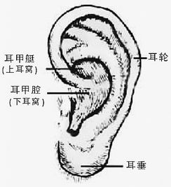 这是耳朵的哪个位置