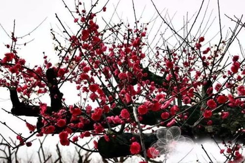 中式传统庭院的梅花之韵
