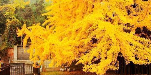 1400岁的银杏树,西安千年银杏树