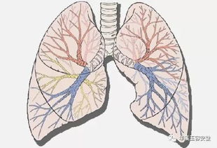 肺为 娇脏 养命先养肺,肺好百病消