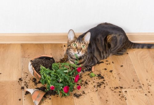 家有萌猫,千万别养这 些花草