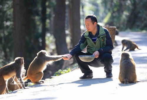 湖南张家界 护猴员20年守护野生猕猴