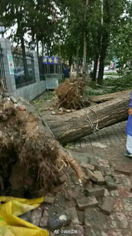 石家庄狂风暴雨,阳台窗户直接被吹掉,多辆汽车被砸坏 