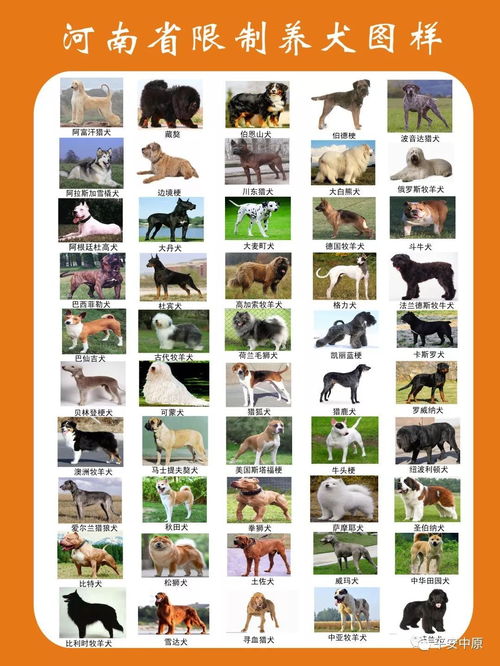 牧羊犬 松狮 萨摩耶...这50种犬可能限养 商丘人快看有你家狗吗