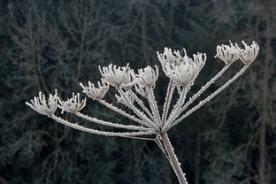 瑞雪梅花，冬日里的诗意与坚韧，瑞雪梅花的意思是什么