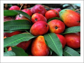 攀枝花水果特产有哪些出产什么水果有名,攀枝花水果特产有哪些出产什么水果有名