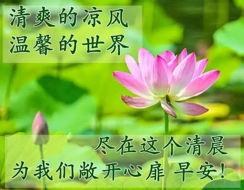 写给老师的新年祝福语50字