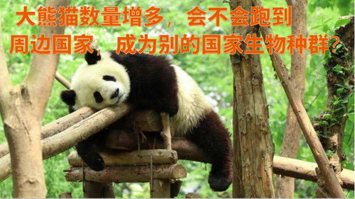 大熊猫数量增多,会不会跑到周边国家,成为别的国家生物种群 