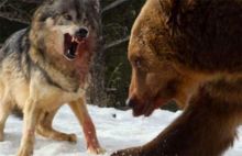 狼群为了食物大打出手,结果它一出场,狼群慌了