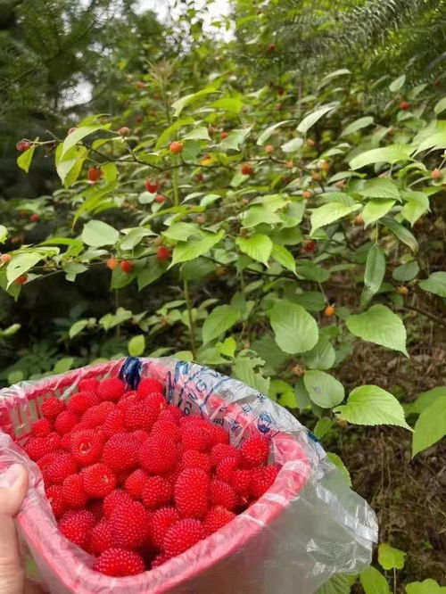 当下这种野果子正开始成熟,你认识这种野果子吗 可不要错过哦