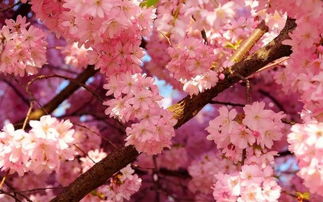 立春了 心上的樱花快要开了 阳光 摄影
