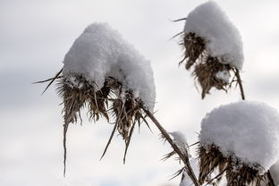 寒梅傲雪，什么著花未，寒什么著花未