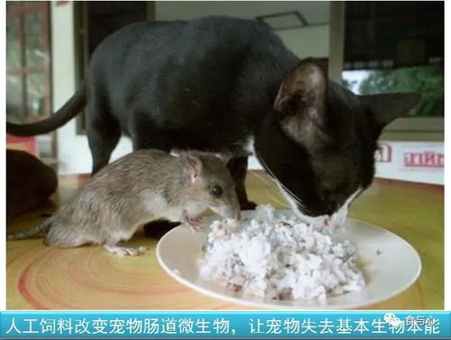 你在为谁吃饭 4 第二基因组与行为改变 猫怕老鼠,老虎爱上羊