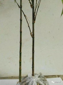 水生紫竹的养护方法,水生富贵竹的